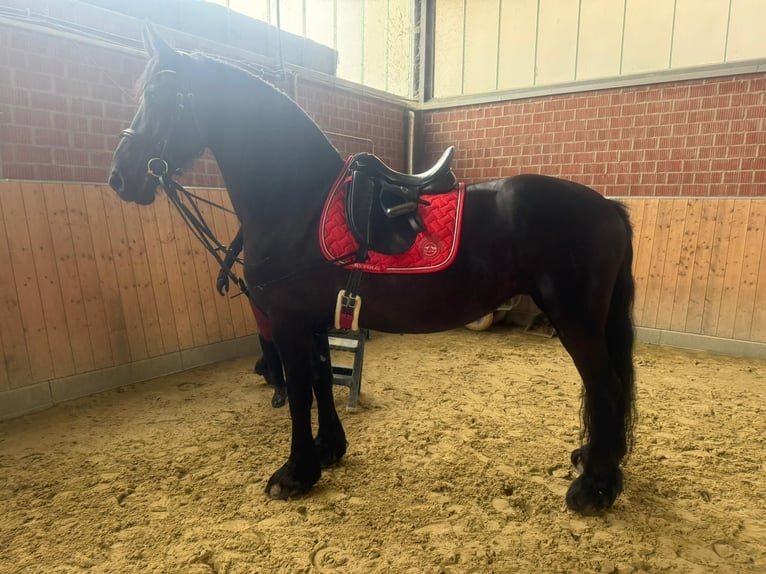 Friesen Stute 10 Jahre 168 cm Rappe in Neuss