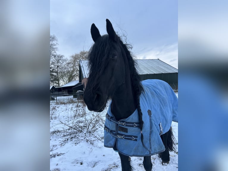 Friesen Mix Stute 10 Jahre 168 cm Rappe in Gaanderen