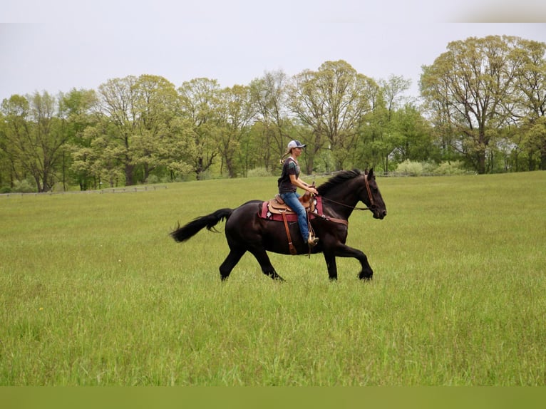 Friesen Stute 10 Jahre 173 cm Rappe in Highland MI