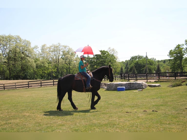 Friesen Stute 10 Jahre 173 cm Rappe in Highland MI