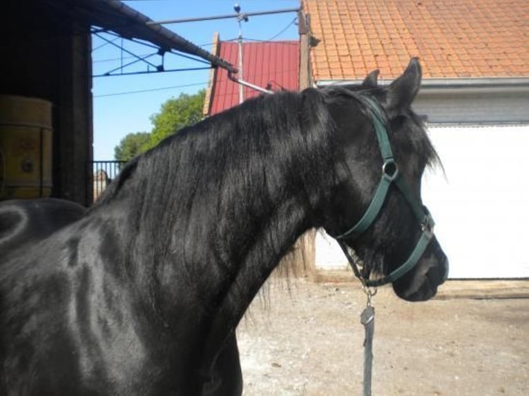 Friesen Stute 10 Jahre 180 cm Rappe in Nevers