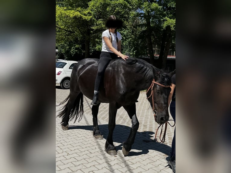 Friesen Mix Stute 10 Jahre Dunkelbrauner in Gr&#xE4;felfing