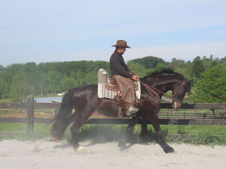 Friesen Mix Stute 10 Jahre Rappe in Honey Brook