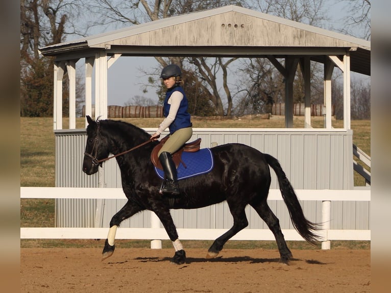 Friesen Stute 11 Jahre 147 cm Rappe in Borden