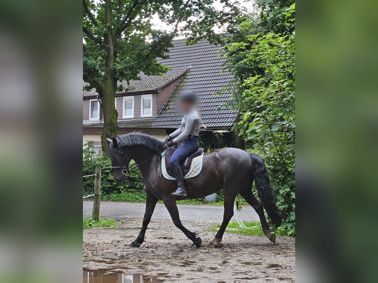 Friesen Mix Stute 11 Jahre 153 cm Rappe in Hude (Oldenburg)