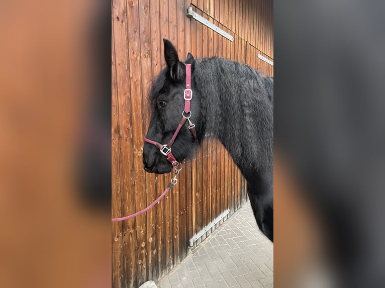 Friesen Stute 11 Jahre 154 cm Rappe in Schulzendorf