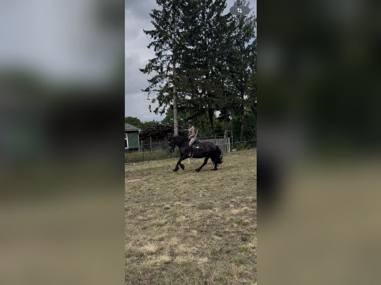 Friesen Stute 11 Jahre 154 cm Rappe in Schulzendorf