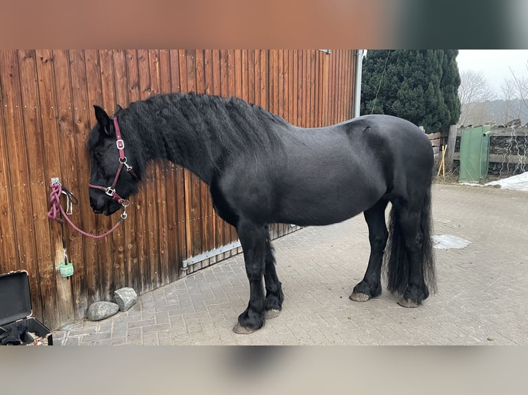 Friesen Stute 11 Jahre 154 cm Rappe in Schulzendorf