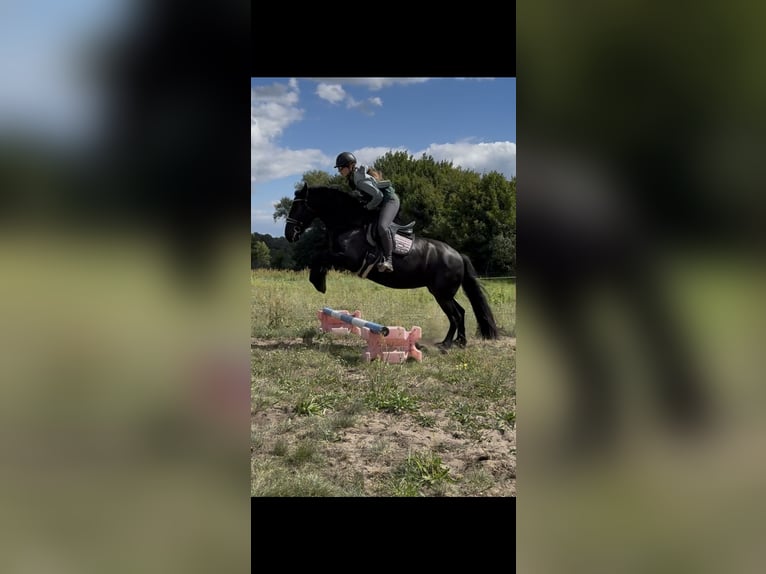 Friesen Stute 11 Jahre 154 cm Rappe in Schulzendorf