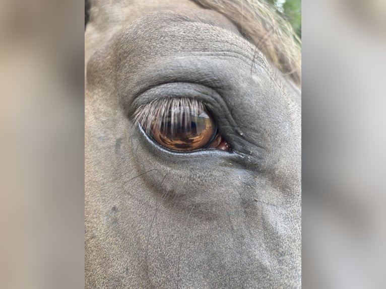 Friesen Stute 11 Jahre 155 cm Overo-alle-Farben in Zwartewaal