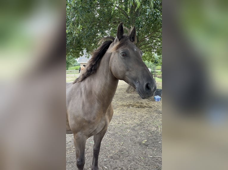 Friesen Stute 11 Jahre 155 cm Overo-alle-Farben in Zwartewaal