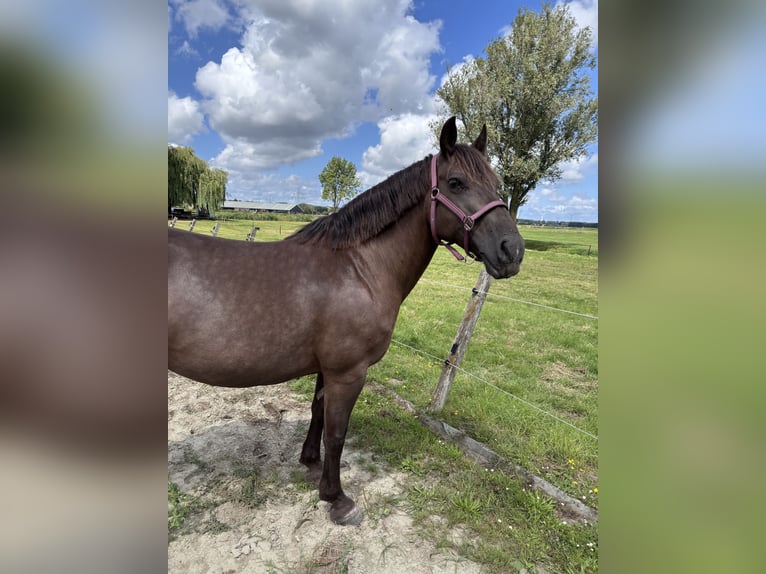 Friesen Stute 11 Jahre 155 cm Overo-alle-Farben in Zwartewaal