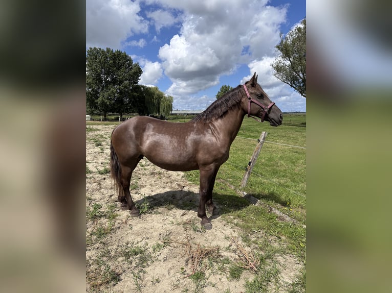 Friesen Stute 11 Jahre 155 cm Overo-alle-Farben in Zwartewaal