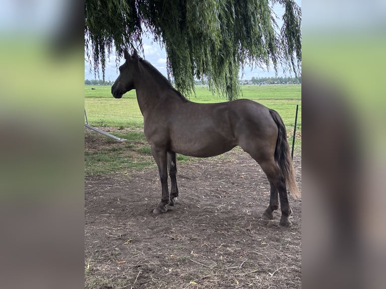 Friesen Stute 11 Jahre 155 cm Overo-alle-Farben in Zwartewaal