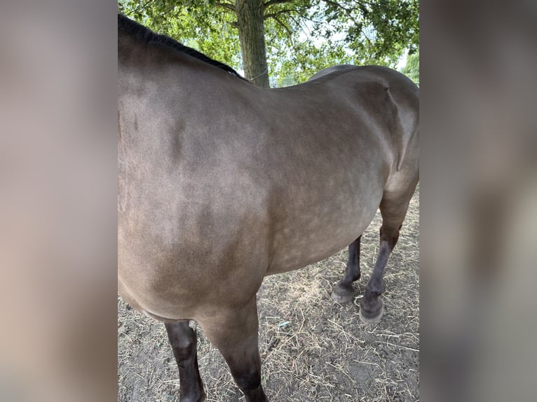 Friesen Stute 11 Jahre 155 cm Overo-alle-Farben in Zwartewaal