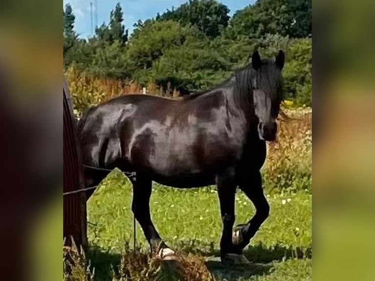 Friesen Mix Stute 11 Jahre 158 cm Schwarzbrauner in Süderlügum