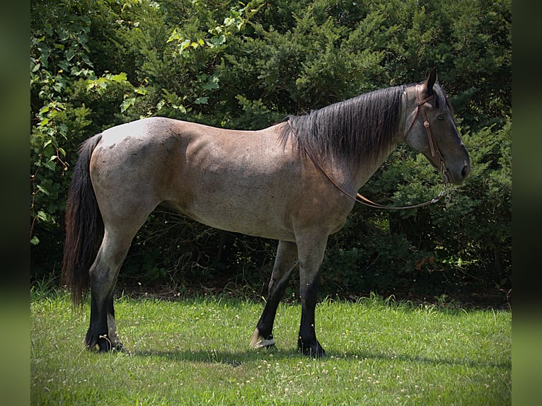 Friesen Mix Stute 11 Jahre 160 cm Roan-Blue in Saint Joe
