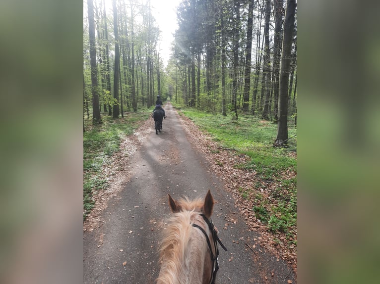 Friesen Mix Stute 11 Jahre 163 cm Rappe in Bad Mergentheim