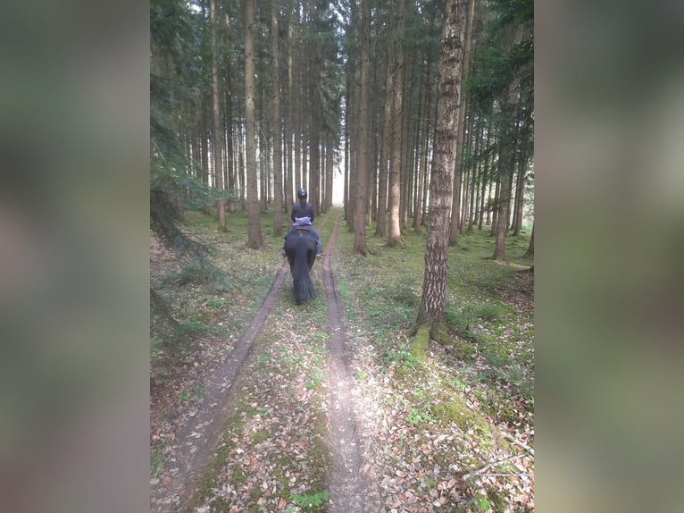 Friesen Mix Stute 11 Jahre 163 cm Rappe in Bad Mergentheim