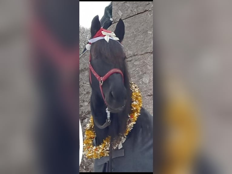 Friesen Mix Stute 11 Jahre 165 cm Rappe in Grebenau