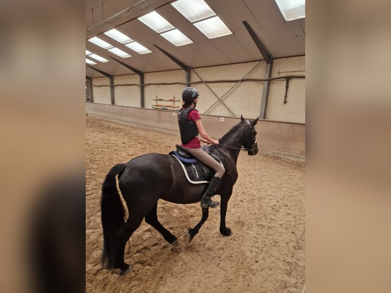 Friesen Mix Stute 11 Jahre 165 cm Rappe in Grebenau