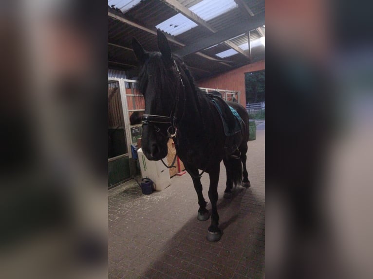 Friesen Mix Stute 11 Jahre 165 cm Rappe in Grebenau