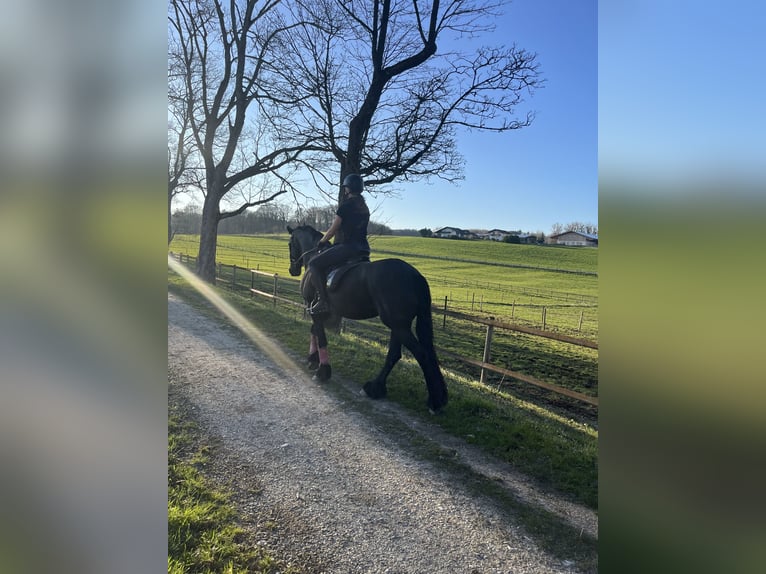 Friesen Stute 11 Jahre 166 cm Rappe in Feldkirchen-Westerham