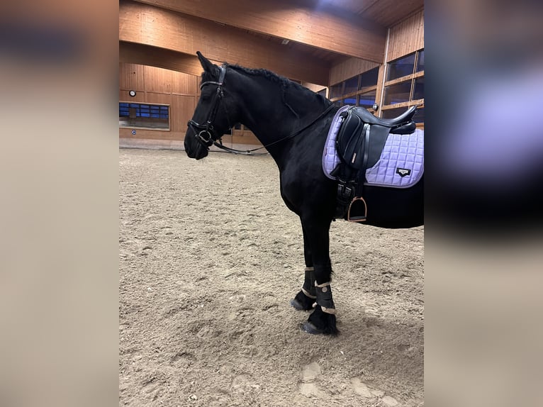 Friesen Stute 11 Jahre 166 cm Rappe in Feldkirchen-Westerham