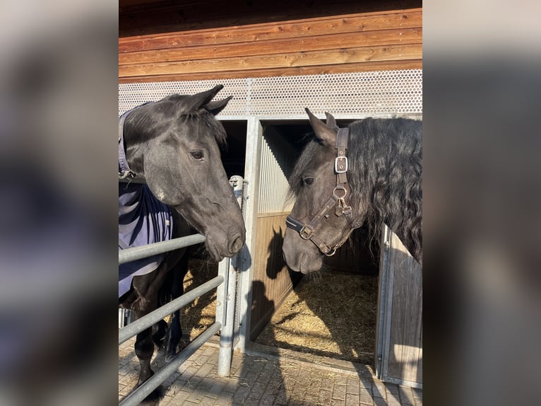 Friesen Stute 11 Jahre 166 cm Rappe in Feldkirchen-Westerham