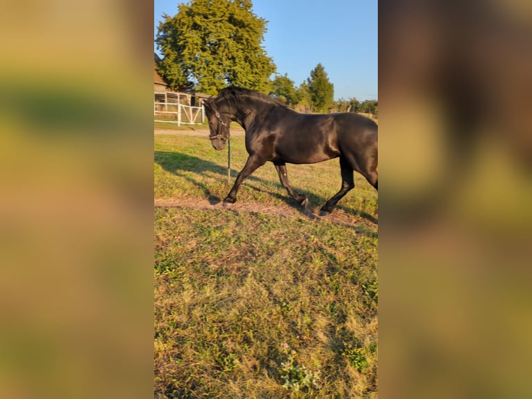 Friesen Stute 11 Jahre 167 cm Rappe in Baruth/Mark