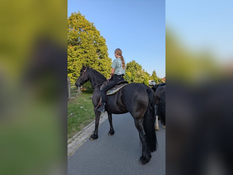 Friesen Stute 11 Jahre 167 cm Rappe in Baruth/Mark