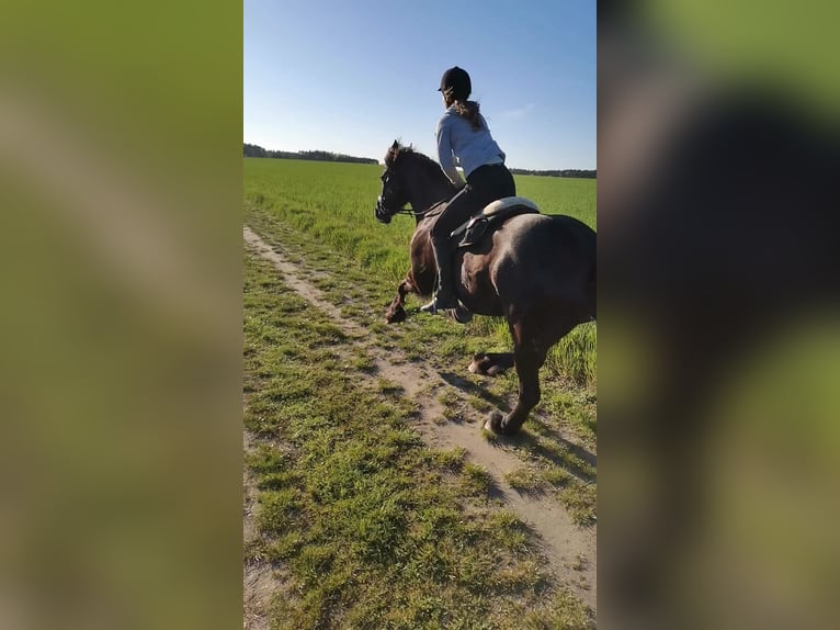 Friesen Stute 11 Jahre 167 cm Rappe in Baruth/Mark