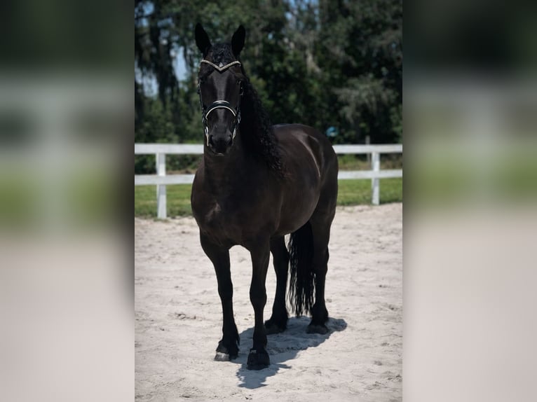 Friesen Stute 11 Jahre 168 cm Rappe in Land O Lakes