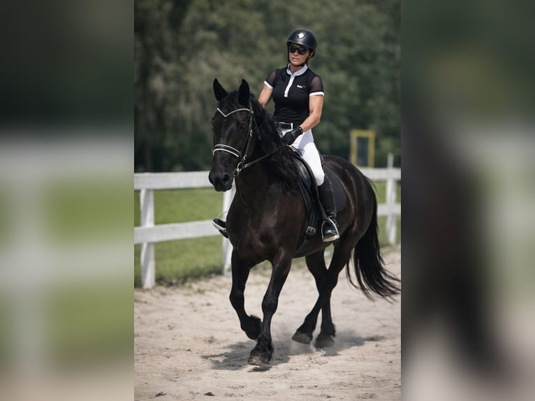 Friesen Stute 11 Jahre 168 cm Rappe in Land O Lakes
