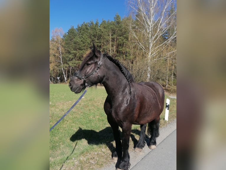 Friesen Mix Stute 11 Jahre  in Kemnath