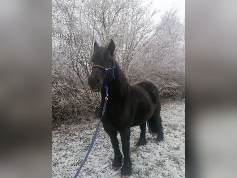 Friesen Mix Stute 11 Jahre  in Kemnath