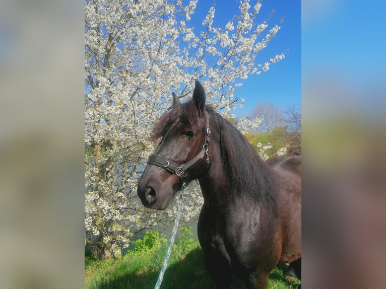 Friesen Mix Stute 11 Jahre  in Kemnath