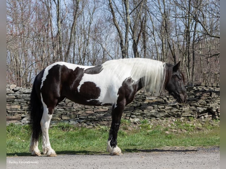 Friesen Stute 11 Jahre Tobiano-alle-Farben in Everett PA