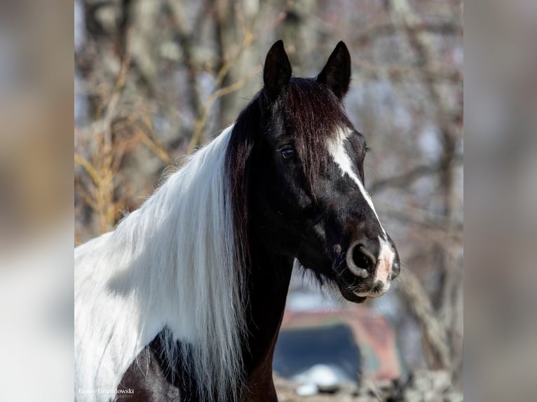 Friesen Stute 11 Jahre Tobiano-alle-Farben in Everett PA