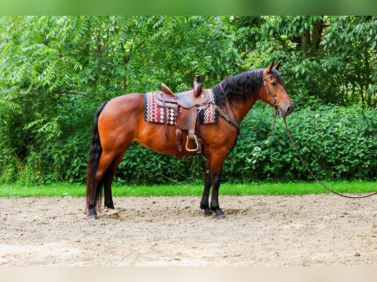 Friesen Mix Stute 12 Jahre 152 cm Rotbrauner in Apple Creek