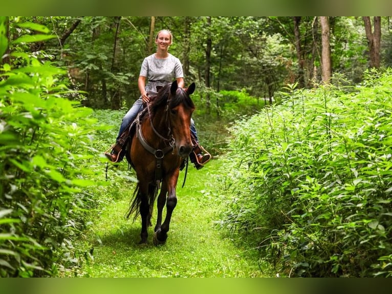 Friesen Mix Stute 12 Jahre 152 cm Rotbrauner in Apple Creek