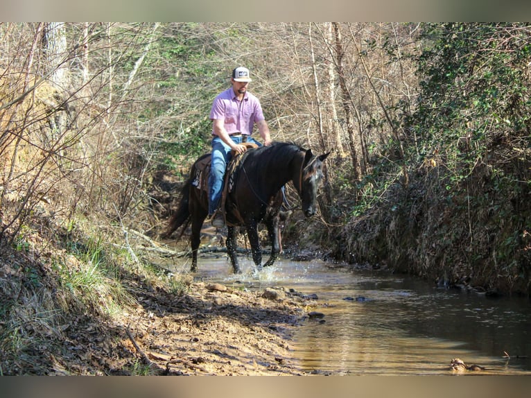Friesen Stute 12 Jahre 155 cm Rappe in Cushing