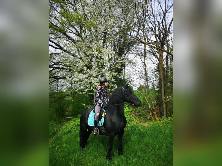 Friesen Stute 12 Jahre 156 cm Rappe in Velbert