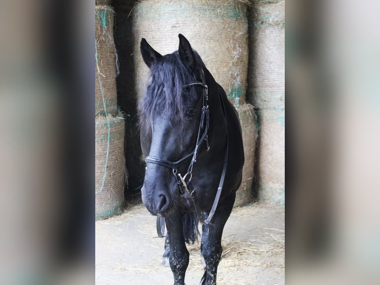 Friesen Stute 12 Jahre 156 cm Rappe in Velbert