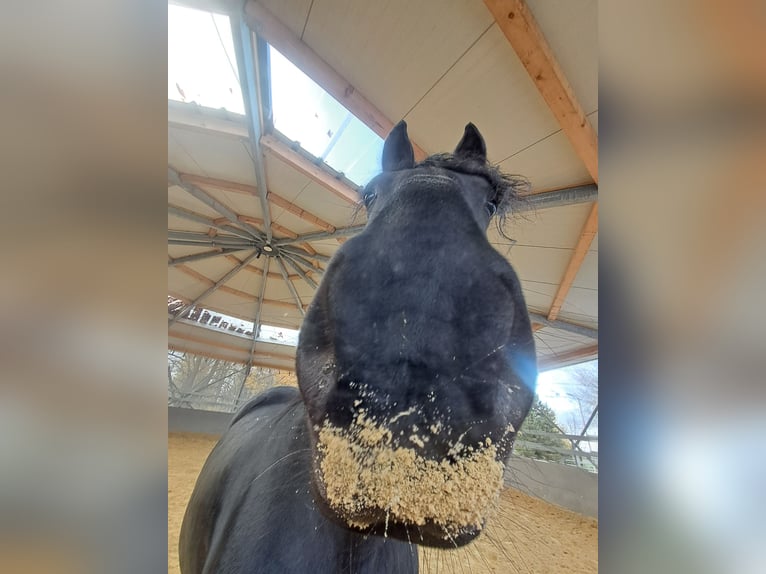 Friesen Stute 12 Jahre 156 cm Rappe in Velbert