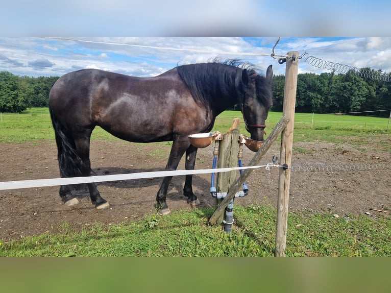 Friesen Mix Stute 12 Jahre 158 cm Rappe in Rosenheim