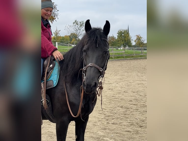 Friesen Mix Stute 12 Jahre 158 cm Rappe in Rosenheim