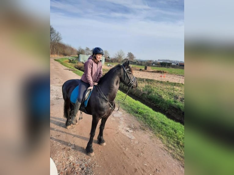 Friesen Stute 12 Jahre 161 cm Rappe in Heemskerk