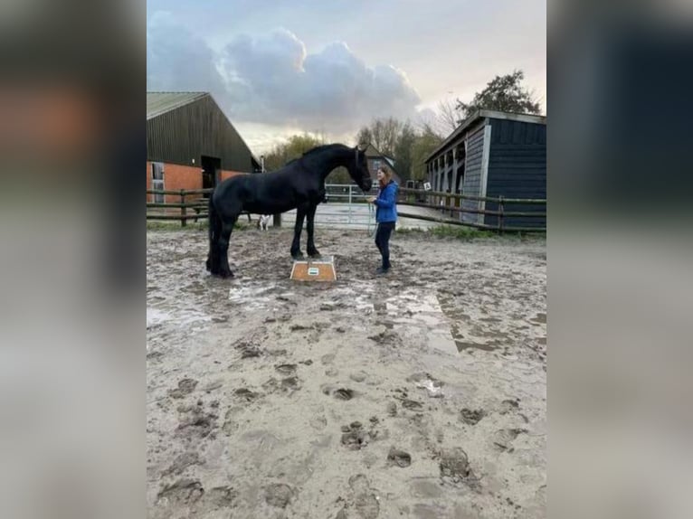 Friesen Stute 12 Jahre 161 cm Rappe in Heemskerk