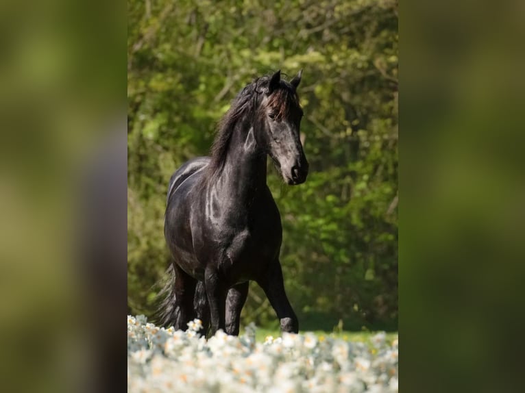 Friesen Stute 12 Jahre 161 cm Rappe in Heemskerk